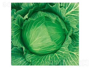 �c��85��-���{(l��n)�N��-�c�l(f��)��ʢ