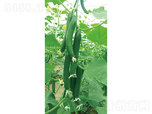 �c�n27-�S�ϷN��-�c�l(f��)��ʢ