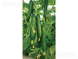 �c�n1814-�S�ϷN��-�c�l(f��)��ʢ