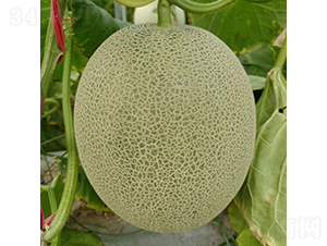 �G��-��ϷN��-�c�l(f��)��ʢ