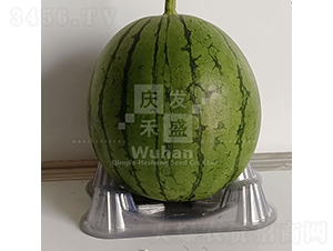 С����-���ϷN��-�c�l(f��)��ʢ