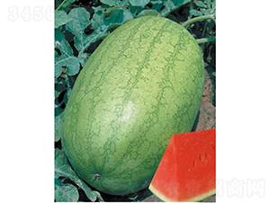 �ش�c�t��������-���ϷN��-�c�l(f��)��ʢ