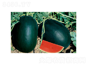 �c�l(f��)�ڰ���-���ϷN��-�c�l(f��)��ʢ