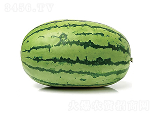 慶龍1號-西瓜種子-慶發(fā)禾盛