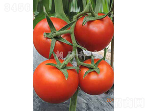 ����236-���ѷN��-���зN��