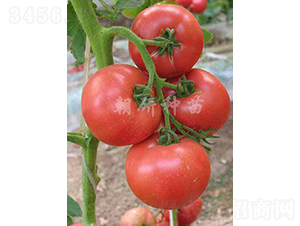 ����C929-���ѷN��-���зN��