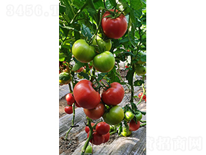 �W��ɳ-���ѷN��-���зN��