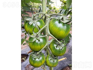 �G��-���ѷN��-���зN��