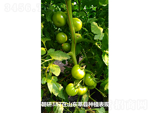 ����387-���ѷN��-���зN��