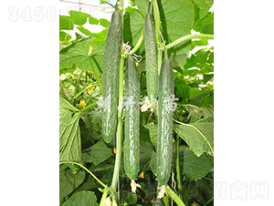 ����709-�S�ϷN��-���зN��