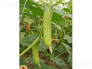 ����717-�S�ϷN��-���зN��