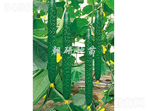 ����615-�S�ϷN��-���зN��