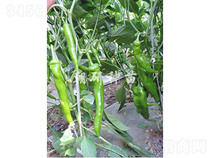 ��174-�����N��-���зN��