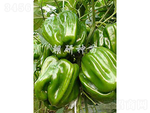 ������06-�����N��-���зN��