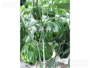 ��������̖-�����N��-���зN��