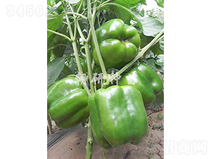 ��141-�𽷷N��-���зN��