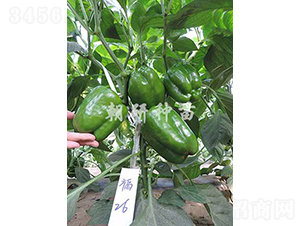 ��26-�𽷷N��-���зN��