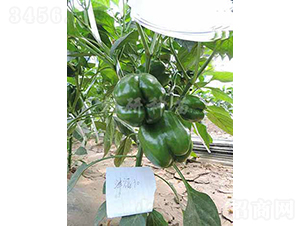 ��30-�𽷷N��-���зN��