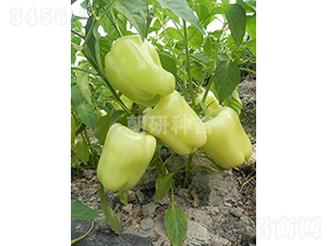 ���аײʽ�-�𽷷N��-���зN��