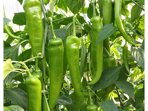 �Z��130-�����N��-���շN��