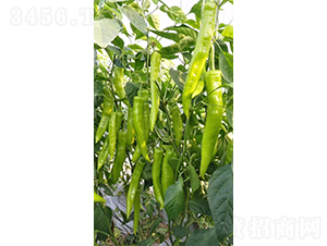 �Z��117-�����N��-���շN��