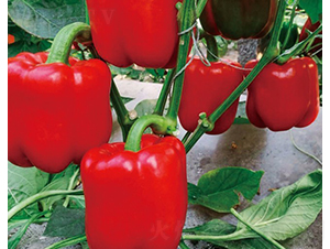 ����23-�����N��-���շN��