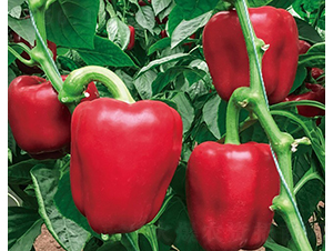 ����7̖-�����N��-���շN��