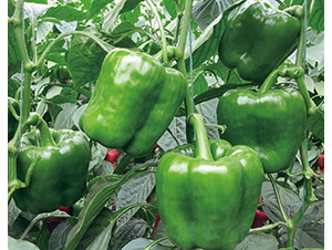 ���_��-�����N��-���շN��