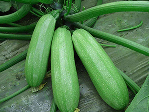 Խ�ľG��120-�����J�N��-����