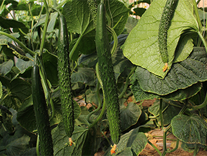 �д�736B-�S�ϷN��-����