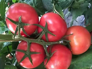 �۹�-���ѷN��-����