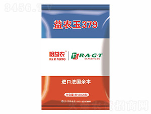 益農玉379-金杉種業(yè)