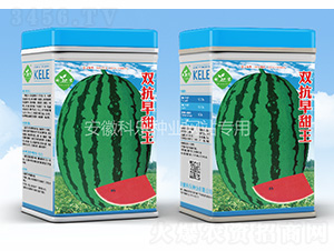 雙抗早甜王-科樂種業(yè)
