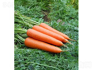 �����أ�55-205��-�}���N��-���r�r�I(y��)