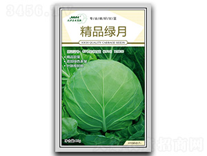 精品綠月-甘藍(lán)種子-金木茂和
