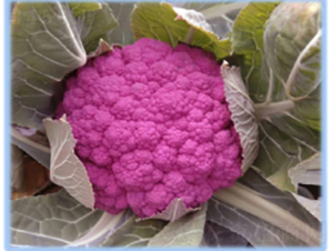 �|��֮�ϸ��{(l��n)�N��-�r(n��ng)�ƷN��