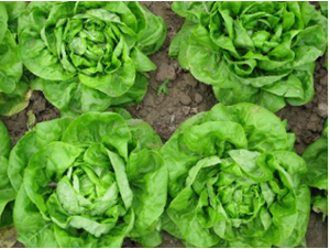 ���xһ̖��˷N��-�r�ƷN��