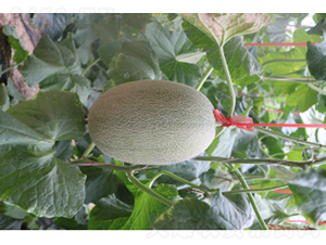 ������25̖-��ϷN��-�r(n��ng)�ƷN��