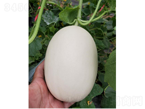 ������4̖(h��o)-��ϷN��-�r(n��ng)�ƷN��