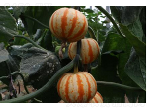 �۹�2̖-�ϹϷN��-�r(n��ng)�ƷN��