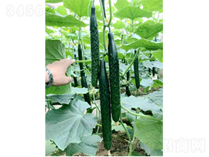 ������̖-�S�ϷN��-�r(n��ng)�ƷN��