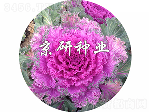 ���ڼt6̖-���{(l��n)�N��-���зN�I(y��)