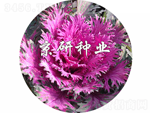 �����1̖-���{(l��n)�N��-���зN�I(y��)