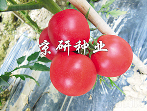 ����203-���ѷN��-���зN�I(y��)