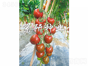 ��������1̖-���ѷN��-���зN�I(y��)