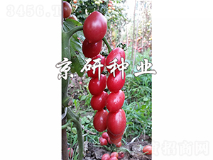 ��������2̖-���ѷN��-���зN�I(y��)