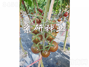 ��������1̖-���ѷN��-���зN�I(y��)