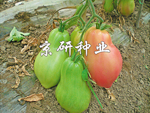 �������ֹ�-���ѷN��-���зN�I(y��)