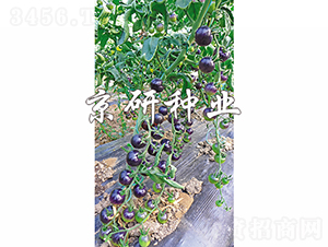 �������_�h-���ѷN��-���зN�I(y��)