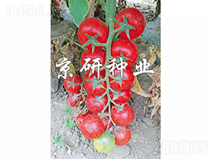 �����t��1̖-���ѷN��-���зN�I(y��)